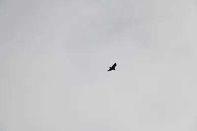 DSC_0193 (Large).JPG